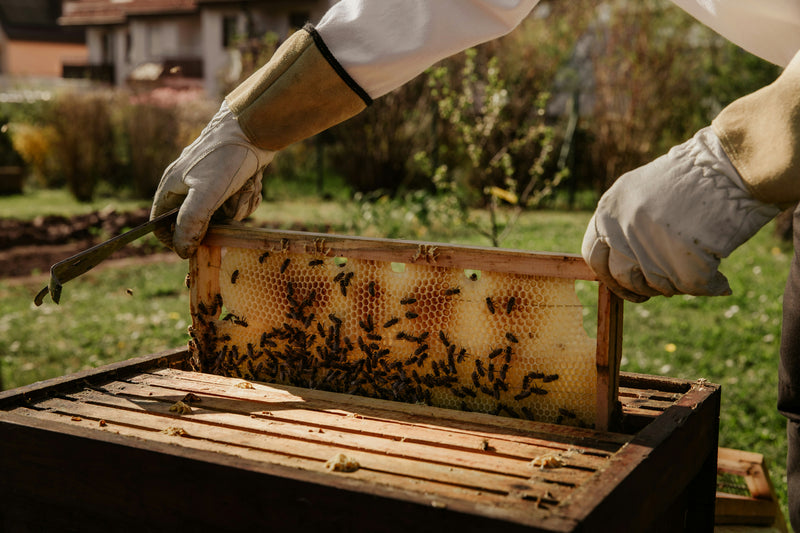 Beehives